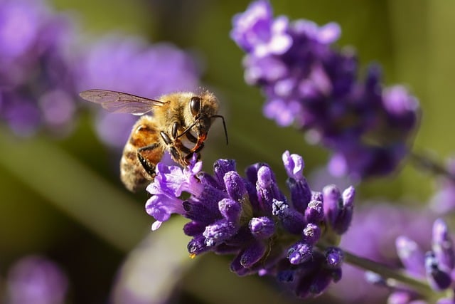 Free download bee lavender insect nature free picture to be edited with GIMP free online image editor