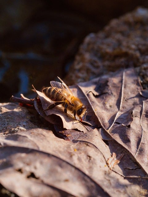 Free download bee leaf macro nature free picture to be edited with GIMP free online image editor