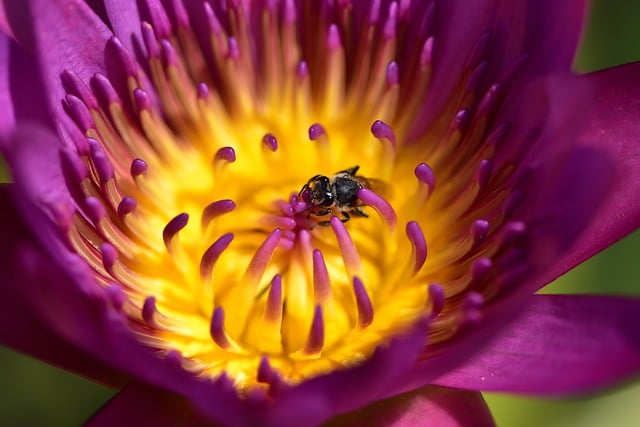 Bezpłatne pobieranie pszczoły kwiat lilii tło natura darmowe zdjęcie do edycji za pomocą bezpłatnego edytora obrazów online GIMP