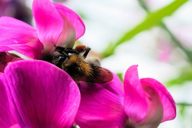 Free download Bee Macro Flower -  free photo or picture to be edited with GIMP online image editor