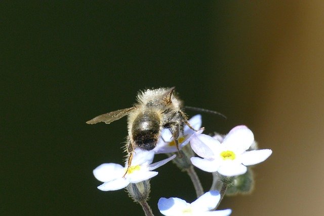 Free download Bee Macro Insect Close -  free photo or picture to be edited with GIMP online image editor