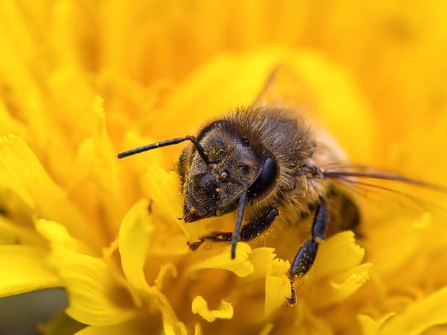 Free download bee macro yellow flower free picture to be edited with GIMP free online image editor