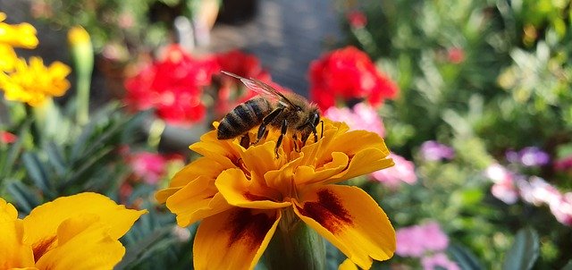 Kostenloser Download Bee Marigold Garden - kostenloses Foto oder Bild zur Bearbeitung mit GIMP Online-Bildbearbeitung