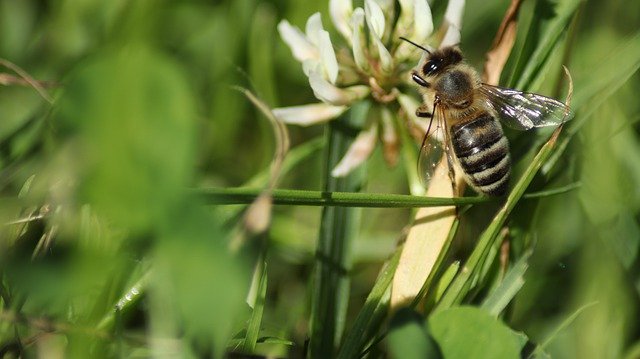 دانلود رایگان Bee Meadow Insect - عکس یا تصویر رایگان قابل ویرایش با ویرایشگر تصویر آنلاین GIMP