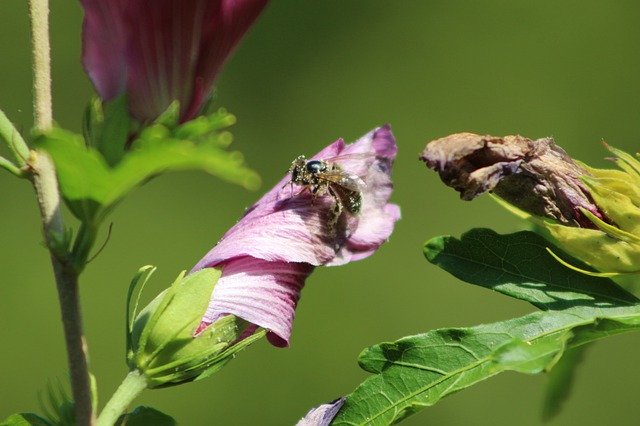 Free download Bee Nature Blossom -  free photo or picture to be edited with GIMP online image editor