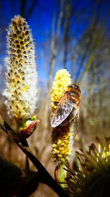 Download grátis Bee Nature Close Up - foto ou imagem gratuita para ser editada com o editor de imagens online GIMP