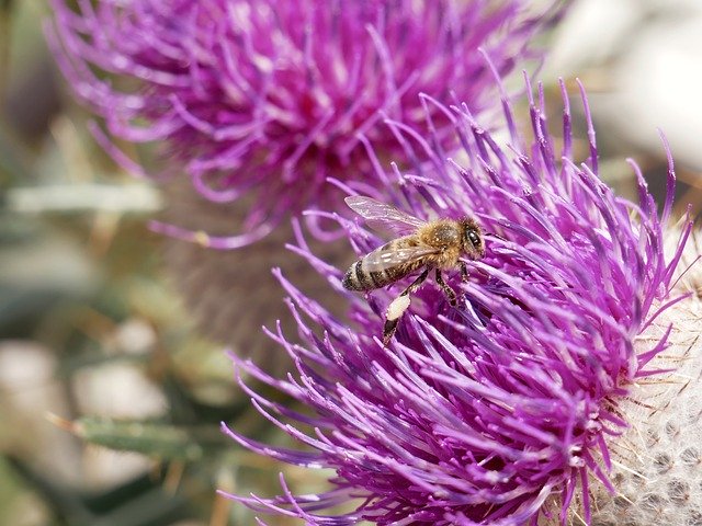 Download gratuito Bee Nature Flower - foto o immagine gratuita gratuita da modificare con l'editor di immagini online di GIMP