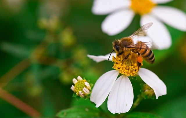Free download bee nature insect flower plant free picture to be edited with GIMP free online image editor