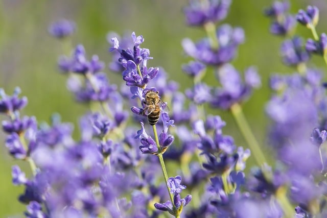 Free download bee nature insect pollination free picture to be edited with GIMP free online image editor
