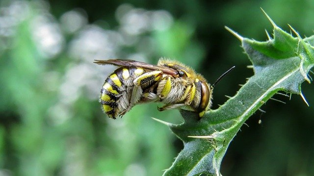 Muat turun percuma Bee Nature Macro Wild - foto atau gambar percuma untuk diedit dengan editor imej dalam talian GIMP