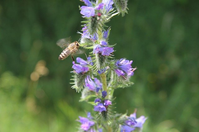 Free download Bee Nature Nectar Close free photo template to be edited with GIMP online image editor