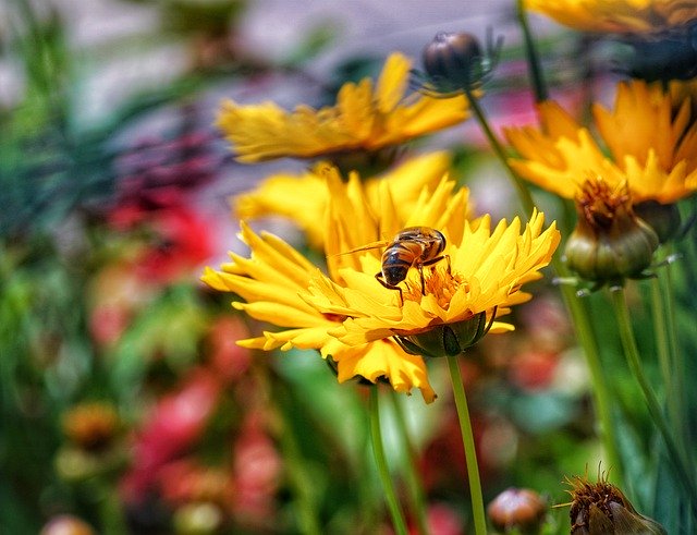 Téléchargement gratuit de Bee Nectar Garden - photo ou image gratuite à modifier avec l'éditeur d'images en ligne GIMP