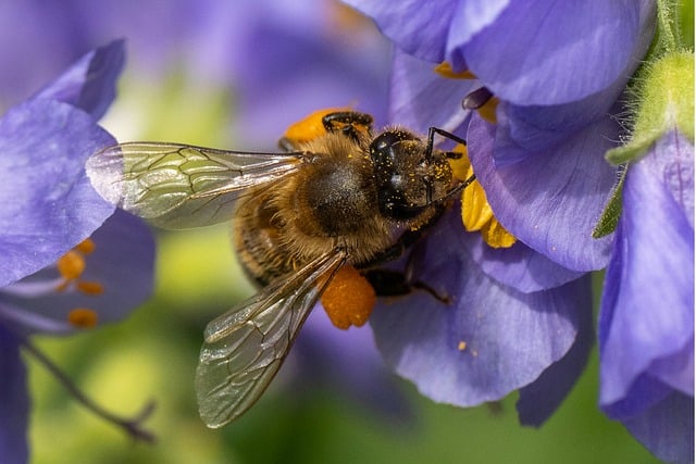 Free download bee nectar insect nature pollen free picture to be edited with GIMP free online image editor