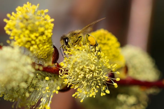 Free download bee nectar insect pollen blossom free picture to be edited with GIMP free online image editor