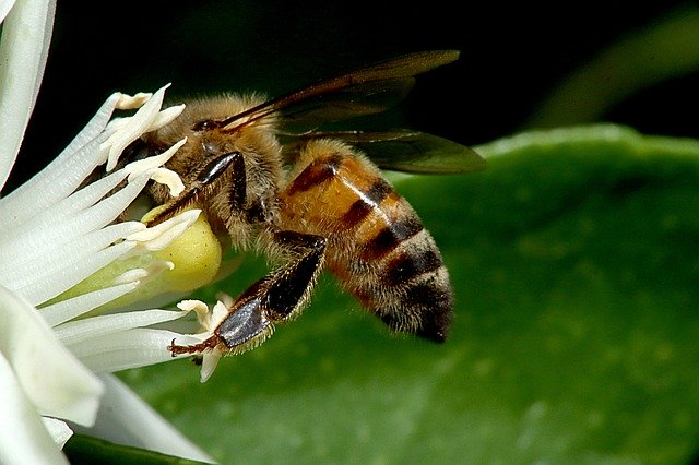 تنزيل مجاني Bee Obrera Beekeeping - صورة مجانية أو صورة ليتم تحريرها باستخدام محرر الصور عبر الإنترنت GIMP