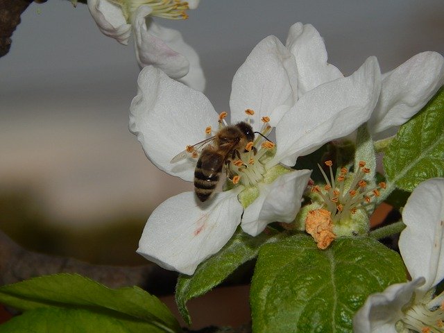 Безкоштовно завантажте Bee On Flower Nature - безкоштовну фотографію чи зображення для редагування за допомогою онлайн-редактора зображень GIMP