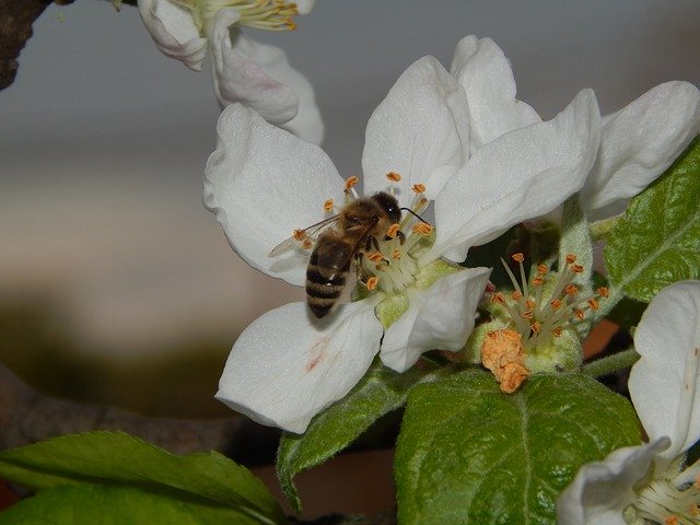 Free download Bee On Flower Nature -  free photo or picture to be edited with GIMP online image editor