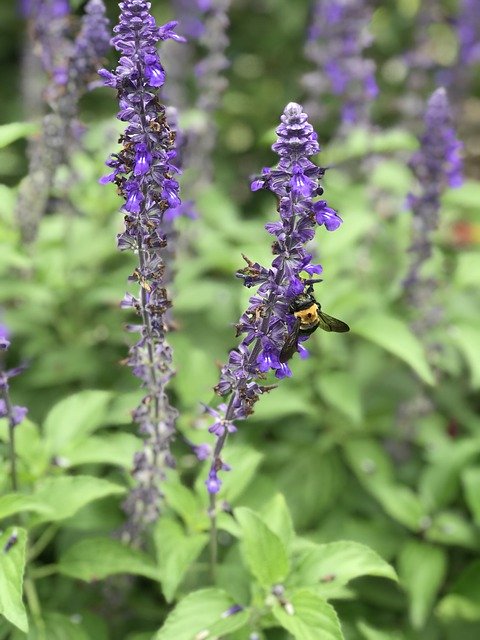 Téléchargement gratuit de Bee On Flower Purple - photo ou image gratuite à modifier avec l'éditeur d'images en ligne GIMP