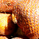 Bee on rattan  screen for extension Chrome web store in OffiDocs Chromium