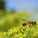 Bee on small yellow flower  screen for extension Chrome web store in OffiDocs Chromium