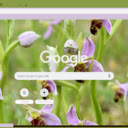 Bee Orchid  screen for extension Chrome web store in OffiDocs Chromium