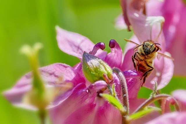 Free download bee pink flowers nature flowers free picture to be edited with GIMP free online image editor