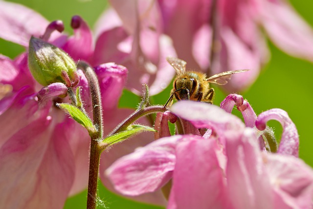 Free download bee pink flowers pollination insect free picture to be edited with GIMP free online image editor