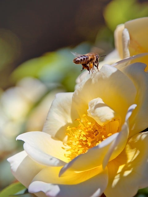 Free download bee pollen blossom bloom flower free picture to be edited with GIMP free online image editor