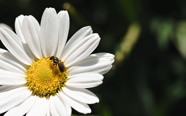Free download bee pollen collect insect nature free picture to be edited with GIMP free online image editor