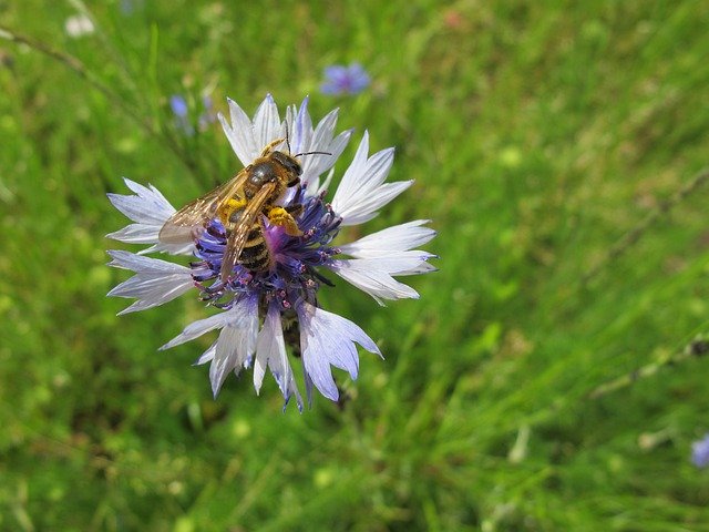 ดาวน์โหลดฟรี Bee Pollen Cornflower - ภาพถ่ายหรือรูปภาพฟรีที่จะแก้ไขด้วยโปรแกรมแก้ไขรูปภาพออนไลน์ GIMP