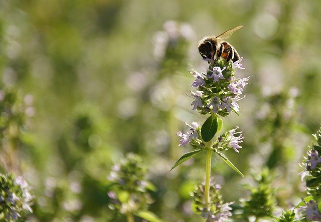 Free download Bee Pollen Meadow -  free photo or picture to be edited with GIMP online image editor