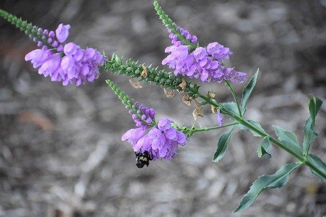 Free download Bee Pollen Nectar -  free photo or picture to be edited with GIMP online image editor