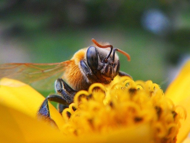 免费下载蜜蜂花粉授粉 - 使用 GIMP 在线图像编辑器编辑的免费照片或图片