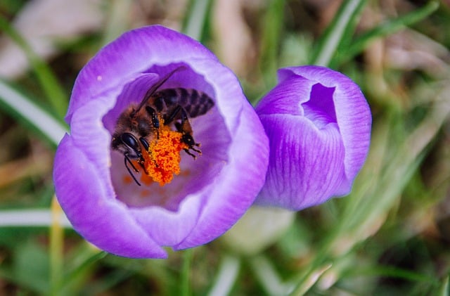 Free download bee pollen pollination crocus free picture to be edited with GIMP free online image editor