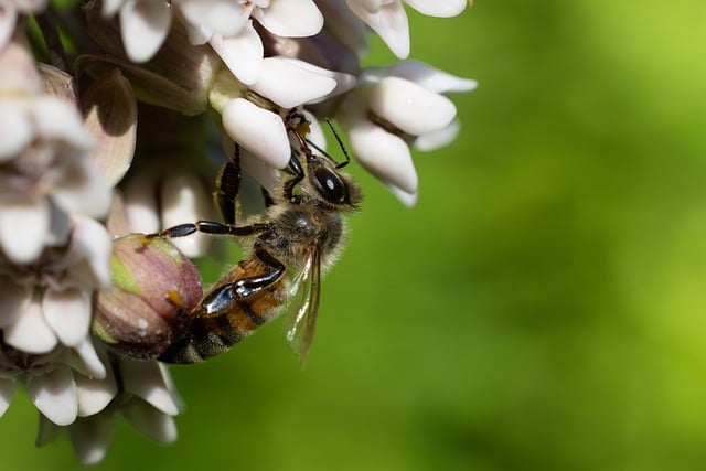 Free download bee pollinate flower bloom summer free picture to be edited with GIMP free online image editor