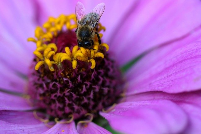 Unduh gratis Bee Pollination Carciumareasa - foto atau gambar gratis untuk diedit dengan editor gambar online GIMP