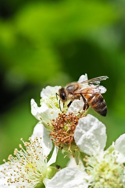 Free download bee pollination insect nature free picture to be edited with GIMP free online image editor