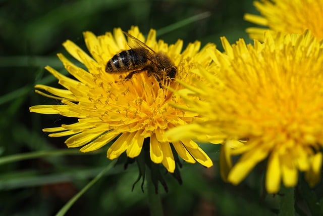 Free download bee pollination nature insect free picture to be edited with GIMP free online image editor