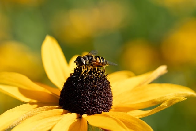 Free download bee pollination summer flower free picture to be edited with GIMP free online image editor