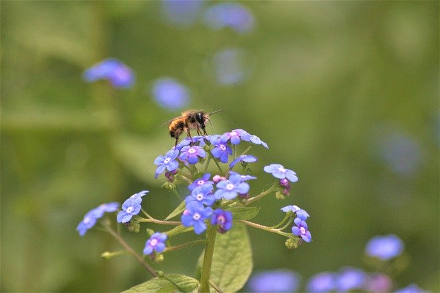 Free download Bee Pollination Walk In The Park -  free photo or picture to be edited with GIMP online image editor