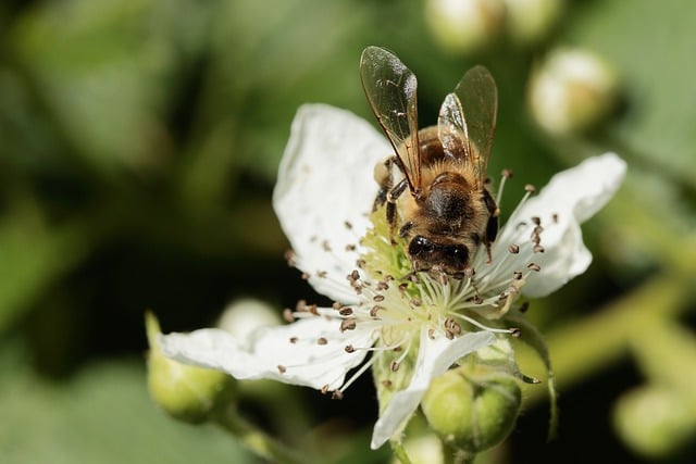 Free download bee raspberry blossom bud insect free picture to be edited with GIMP free online image editor