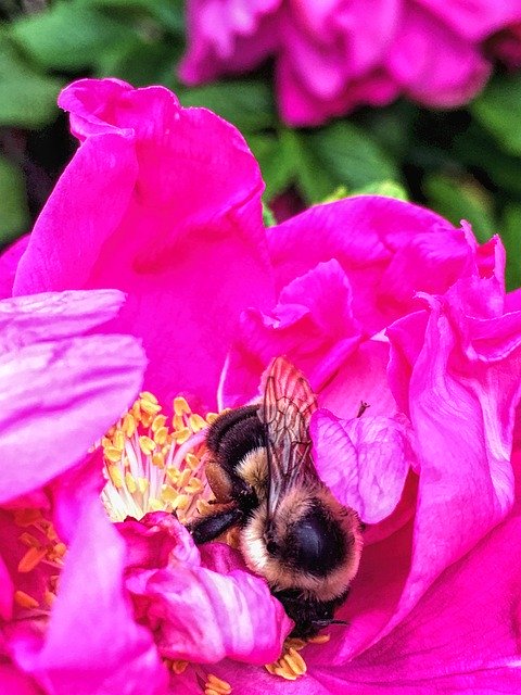 Unduh gratis Bee Rose Garden - foto atau gambar gratis untuk diedit dengan editor gambar online GIMP