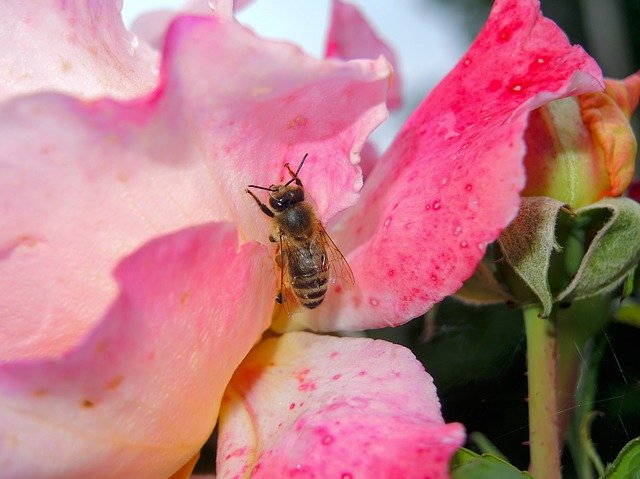 Free download Bee Rose Nature -  free photo or picture to be edited with GIMP online image editor