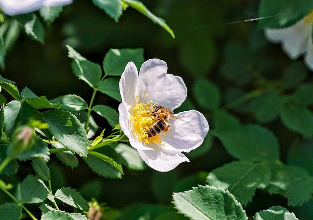 Ücretsiz indir Bee Rose Petals - GIMP çevrimiçi resim düzenleyici ile düzenlenecek ücretsiz ücretsiz fotoğraf veya resim
