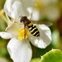 Bees and flies  screen for extension Chrome web store in OffiDocs Chromium