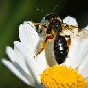 Bees and Flowers  screen for extension Chrome web store in OffiDocs Chromium