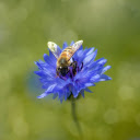 bees and green flowers  screen for extension Chrome web store in OffiDocs Chromium