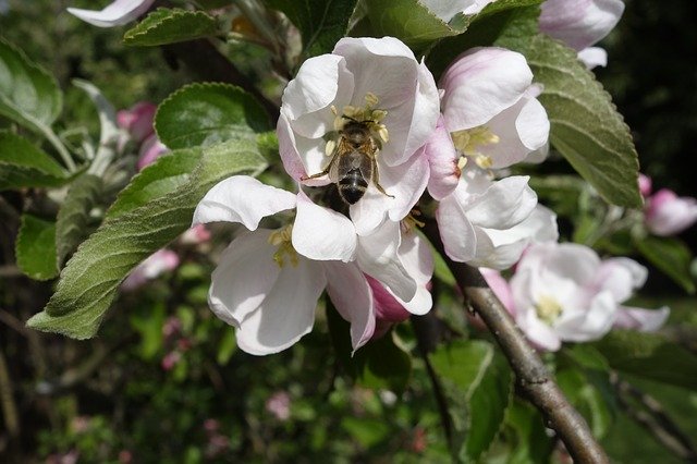 Free download Bees Apple Blossom -  free photo or picture to be edited with GIMP online image editor