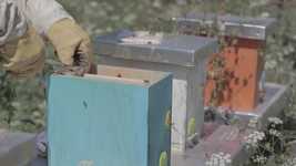 Free download Bees Beehive Beekeeping -  free video to be edited with OpenShot online video editor