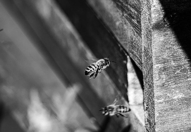 Бесплатно скачать Bees Beehive Flying - бесплатная фотография или картинка для редактирования с помощью онлайн-редактора изображений GIMP